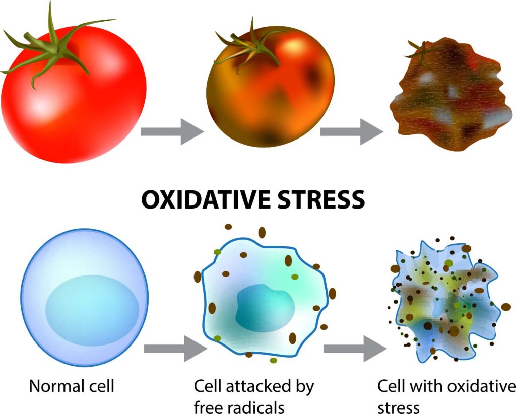 OXIDATIVE STRESS