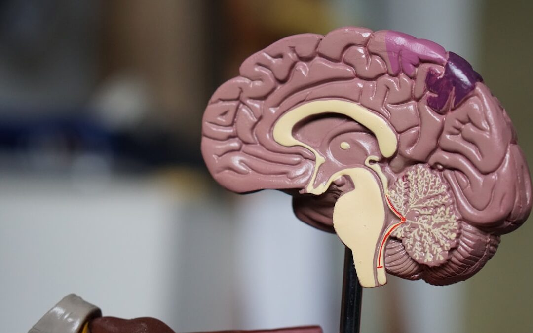 The Gut-Brain Connection in Parkinson’s Disease: What You Need to Know